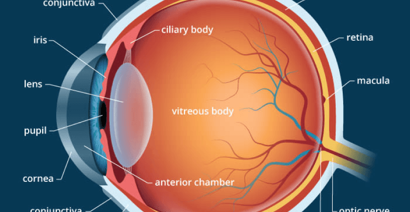 how the eye works